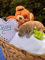 Rooster, a male Poodle - Miniature  for sale in Camden, SC – Photo 1 of 3