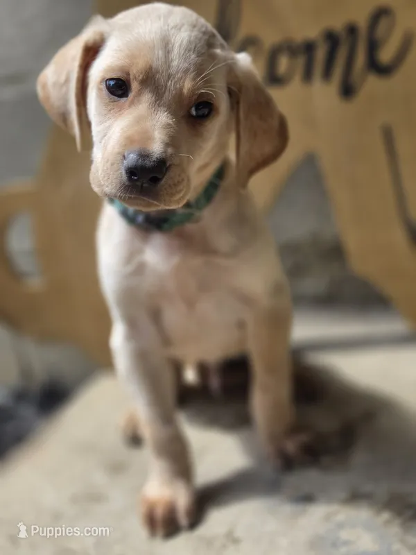 Bentley – Labrador Retriever puppy for sale in Camden, SC