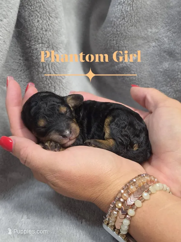 Belle – Cockapoo puppy for sale in Camden, SC