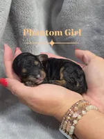 Belle, a female Cockapoo for sale in Camden, SC – 1 of 2