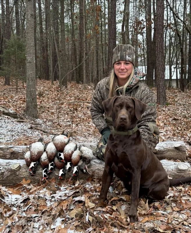 Sala – Labrador Retriever puppy for sale in Camden, SC