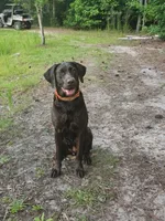 Sala, a  Labrador Retriever for sale in Camden, SC – Photo 7 of 8