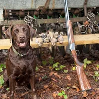 Sala, a  Labrador Retriever for sale in Camden, SC – Photo 3 of 8