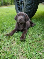 Sala, a  Labrador Retriever for sale in Camden, SC – Photo 6 of 8