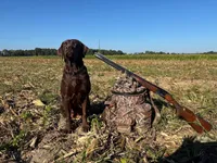 Sala, a  Labrador Retriever for sale in Camden, SC – Photo 2 of 8