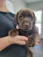 Sala, a  Labrador Retriever for sale in Camden, SC – Photo 5 of 8