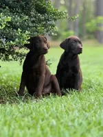 Sala, a  Labrador Retriever for sale in Camden, SC – Photo 4 of 8