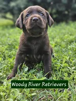 Sala, a  Labrador Retriever for sale in Camden, SC – Photo 8 of 8