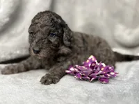 Aurora, a female Cockapoo for sale in Camden, SC – 2 of 3