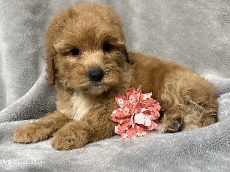 Stella – Cockapoo puppy for sale in Camden, SC