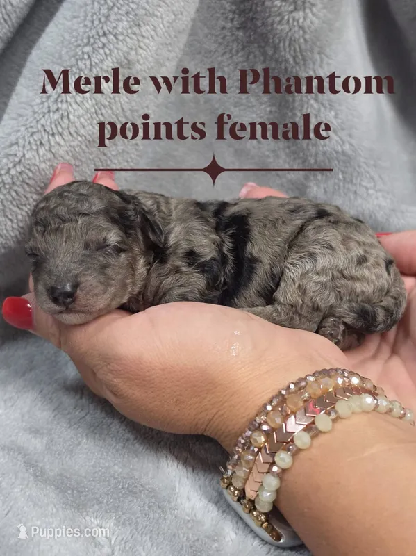 Cinderella – Cockapoo puppy for sale in Camden, SC