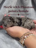 Cinderella, a female Cockapoo for sale in Camden, SC – 1 of 2