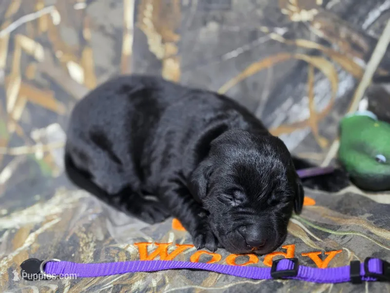 Teal – Labrador Retriever puppy for sale in Camden, SC