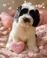 Oreo, a male Cockapoo for sale in Camden, SC – 1 of 3