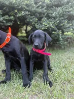 Betsy- Champion Bloodlines , a female Labrador Retriever for sale in Camden, SC – 1 of 6