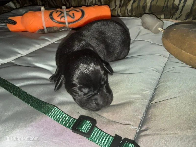 Drake – Labrador Retriever puppy for sale in Camden, SC