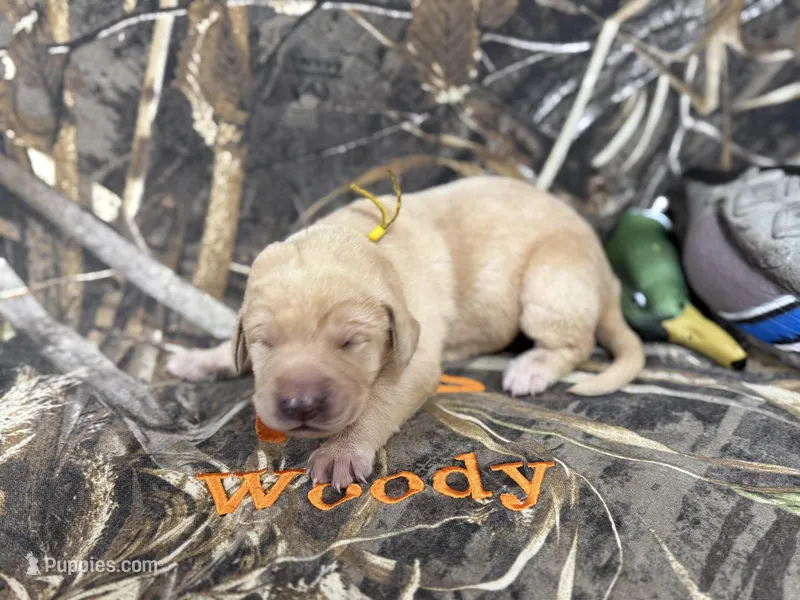 Cooper – Labrador Retriever puppy for sale in Camden, SC