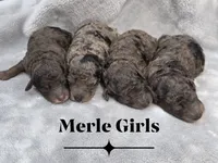 Ariel, a female Cockapoo for sale in Camden, SC – 2 of 2