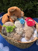 Gigi, a female Poodle - Miniature  for sale in Camden, SC – Photo 2 of 2