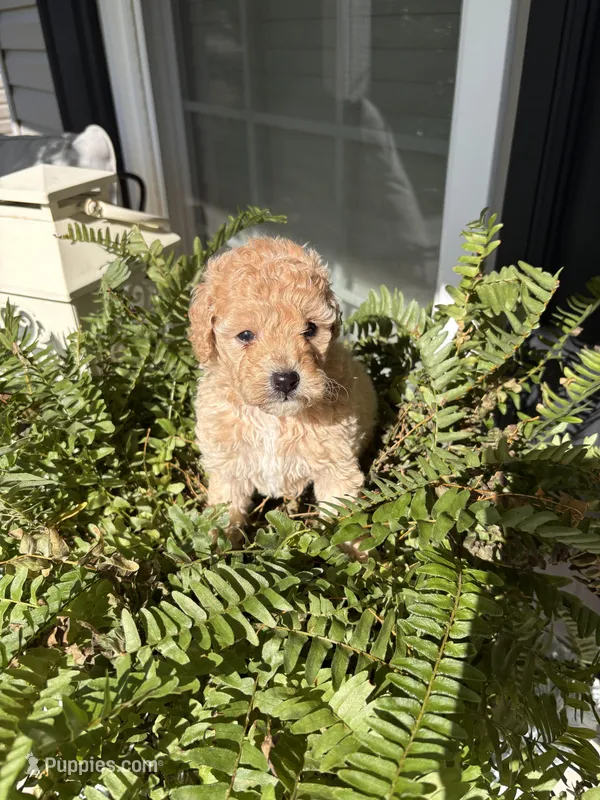Gigi – Poodle - Miniature  puppy for sale in Camden, SC