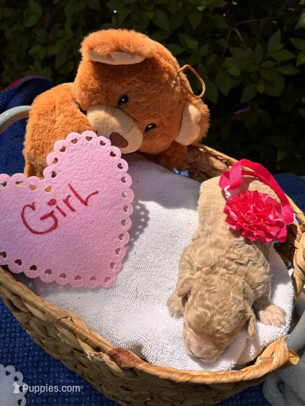 Gigi – Poodle - Miniature  puppy for sale in Camden, SC