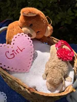 Gigi, a female Poodle - Miniature  for sale in Camden, SC – Photo 1 of 2