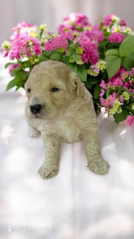 Gigi – Poodle - Miniature  puppy for sale in Camden, SC