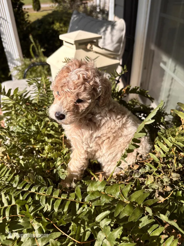 Russ – Poodle - Miniature  puppy for sale in Camden, SC