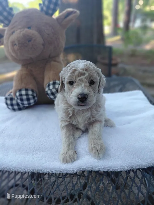 Russ, a male Poodle - Miniature  for sale in Camden, SC – Photo 1 of 1