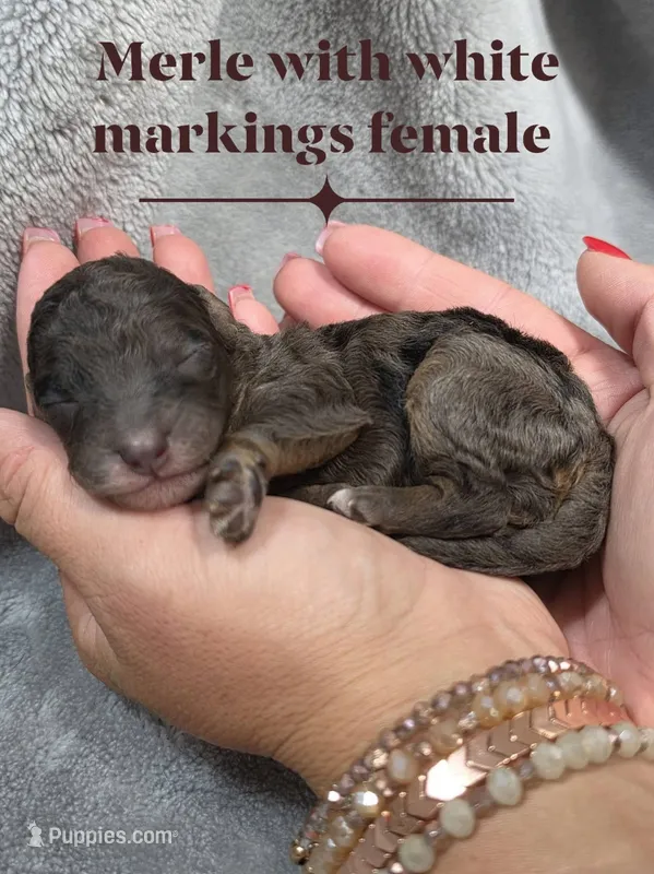 Aurora – Cockapoo puppy for sale in Camden, SC