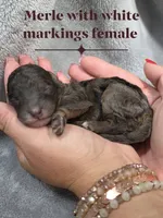Aurora, a female Cockapoo for sale in Camden, SC – 1 of 2