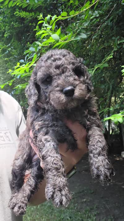 Aurora, a female Cockapoo for sale in Camden, SC – 3 of 3