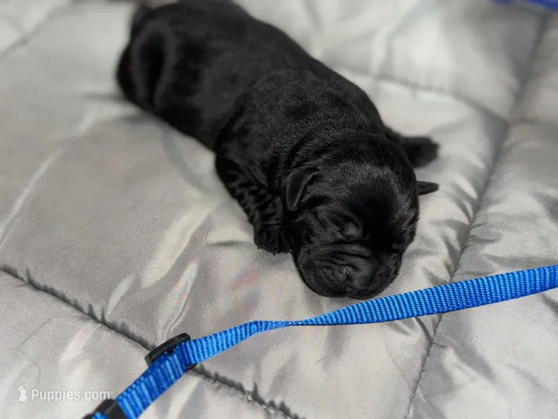 Huck – Labrador Retriever puppy for sale in Camden, SC