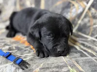 Huck, a male Labrador Retriever for sale in Camden, SC – 2 of 3