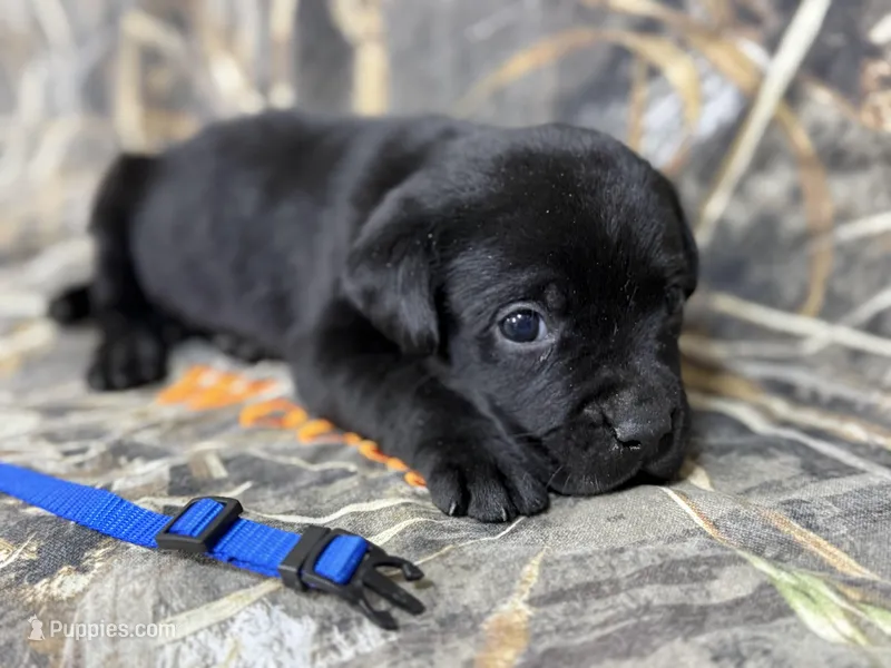 Huck – Labrador Retriever puppy for sale in Camden, SC