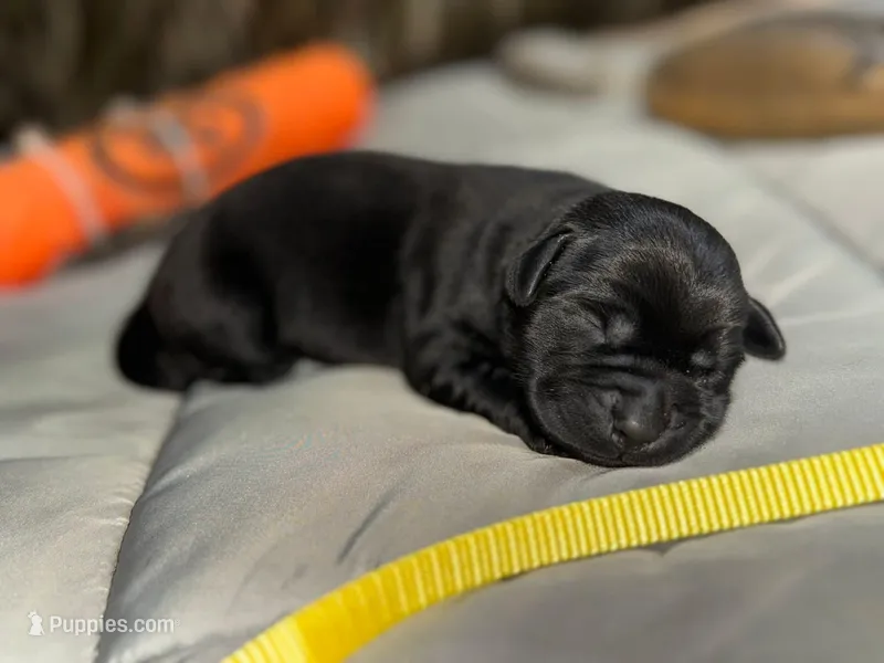 Cooper – Labrador Retriever puppy for sale in Camden, SC