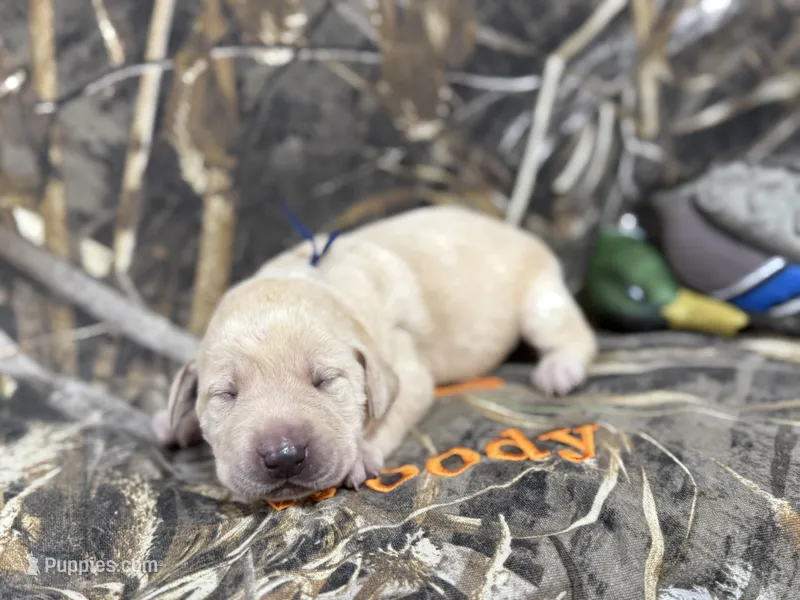 Bentley – Labrador Retriever puppy for sale in Camden, SC