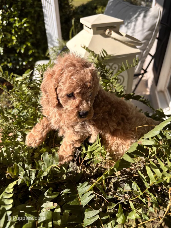 Rooster – Poodle - Miniature  puppy for sale in Camden, SC