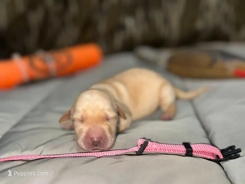 Sadie – Labrador Retriever puppy for sale in Camden, SC