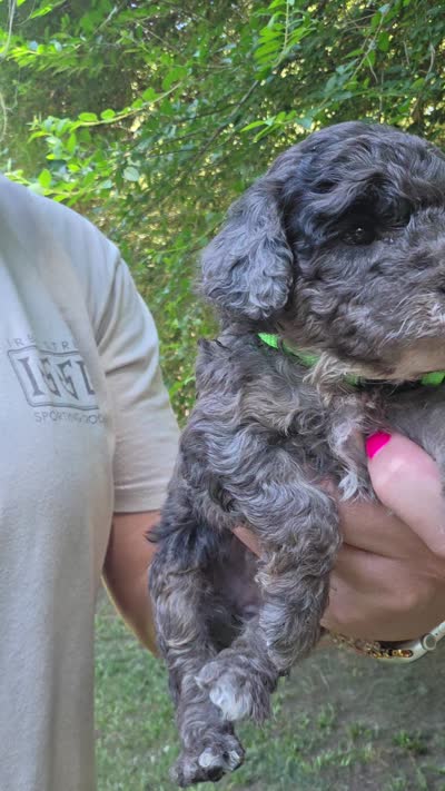 Ariel, a female Cockapoo for sale in Camden, SC – 4 of 4