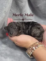Prince, a male Cockapoo for sale in Camden, SC – 2 of 2