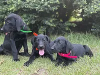 Betsy- Champion Bloodlines , a female Labrador Retriever for sale in Camden, SC – 2 of 6