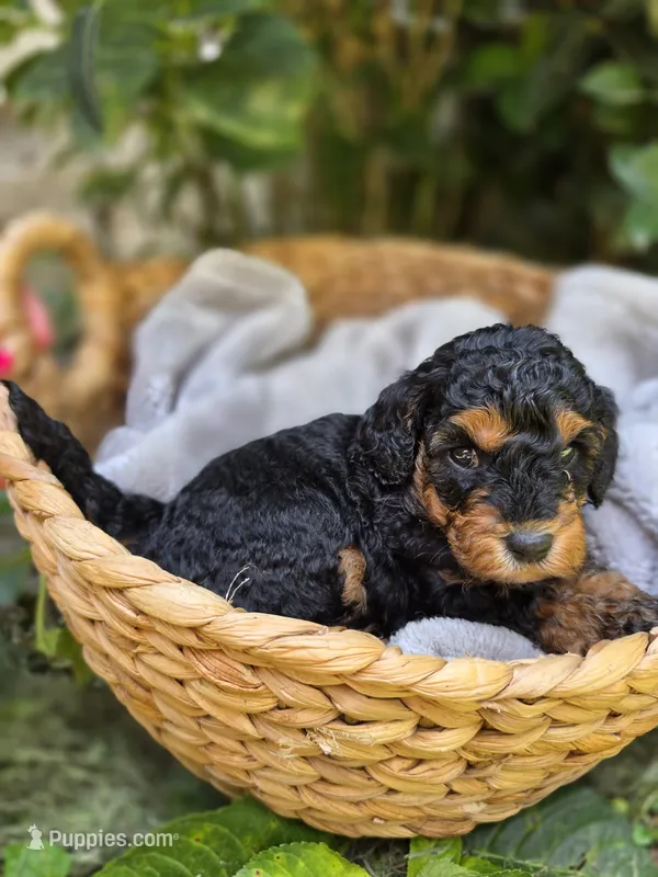 Belle – Cockapoo puppy for sale in Camden, SC