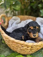 Belle, a female Cockapoo for sale in Camden, SC – 1 of 3
