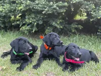 Sadie - Champion Bloodlines , a female Labrador Retriever for sale in Camden, SC – 2 of 6