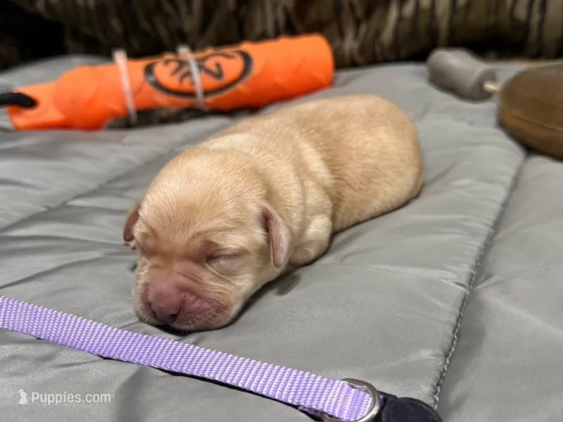 Prima – Labrador Retriever puppy for sale in Camden, SC