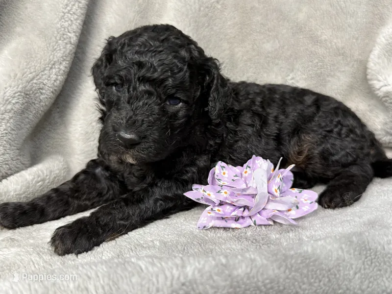 Snow White  – Cockapoo puppy for sale in Camden, SC