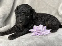 Snow White , a female Cockapoo for sale in Camden, SC – 1 of 1