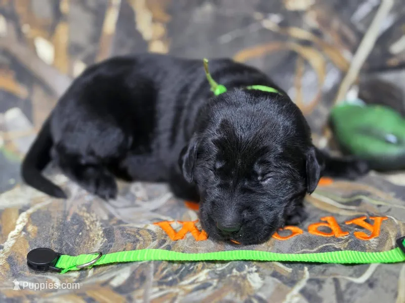 Tucker – Labrador Retriever puppy for sale in Camden, SC