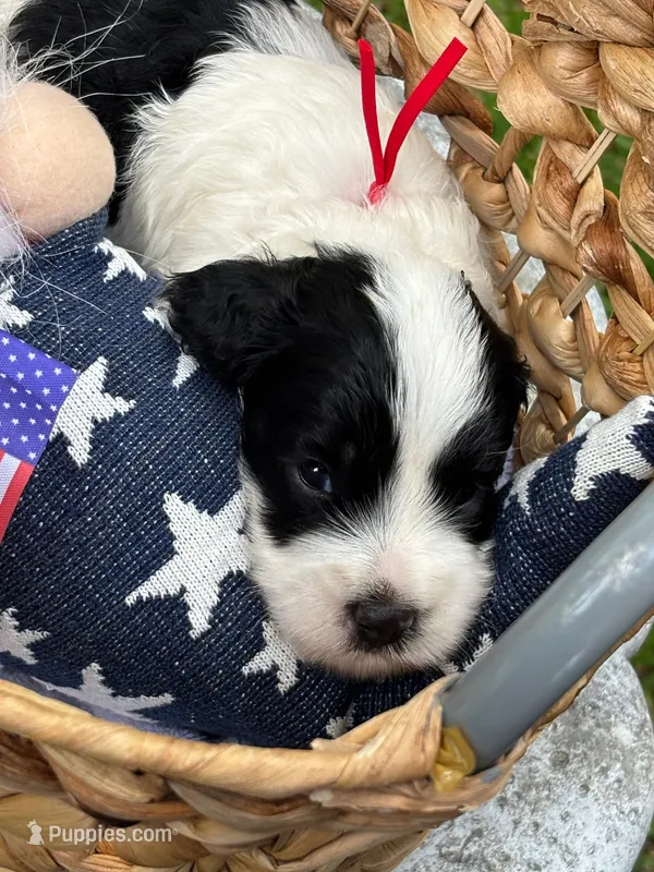 Oreo – Cockapoo puppy for sale in Camden, SC